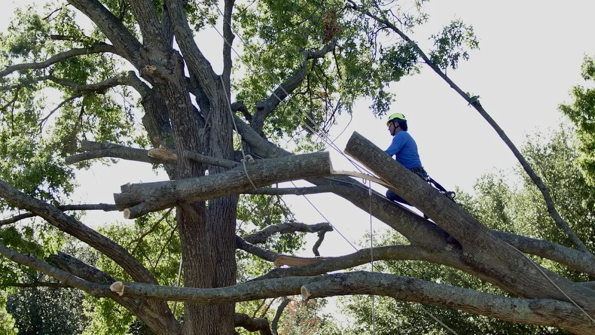 Professional Hazardous Tree Removal performed by certified arborists in Chesapeake